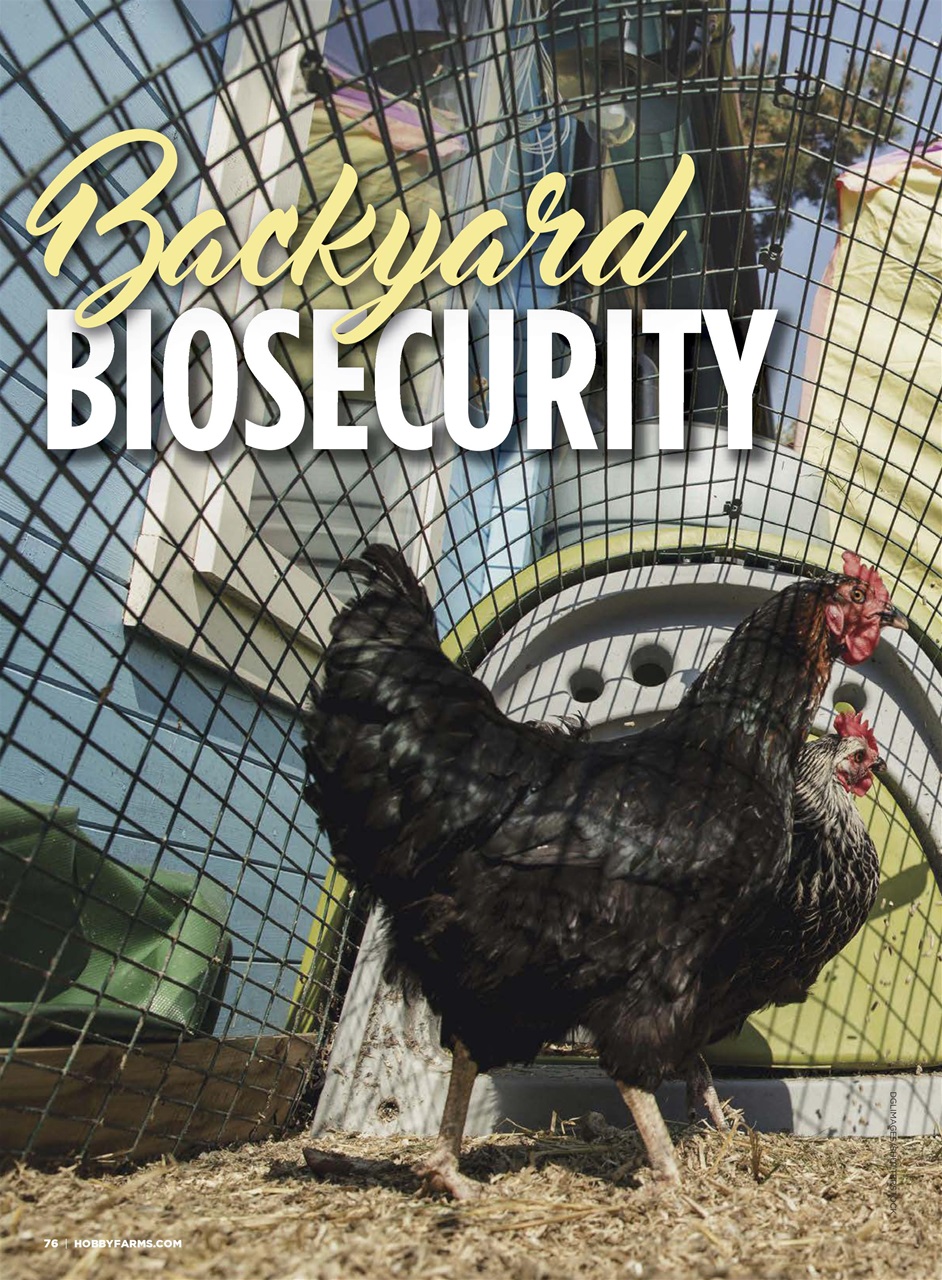 Chickens Magazine Preview Pages