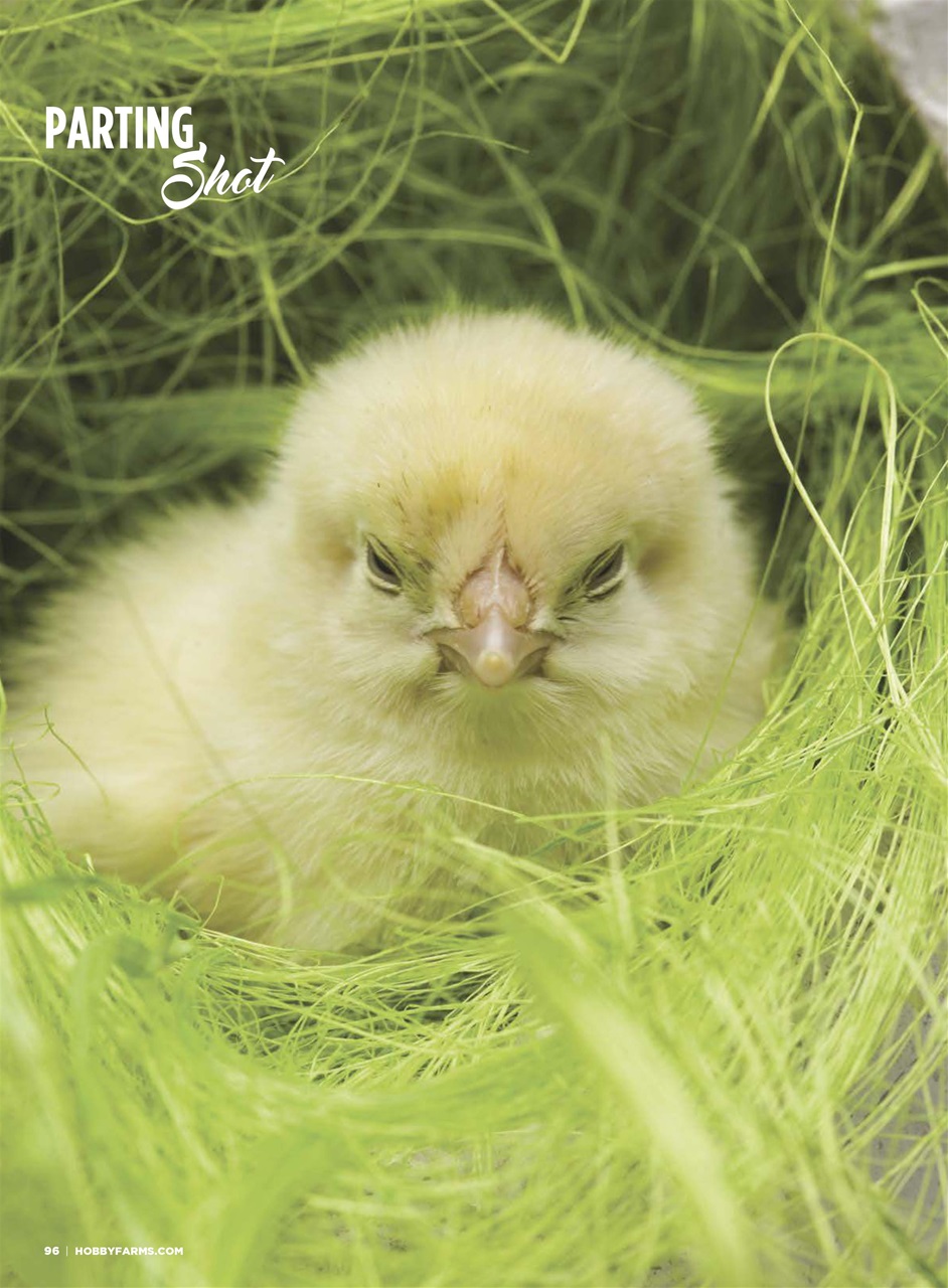 Chickens Magazine Preview Pages