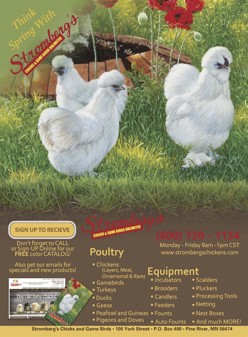 Chickens Magazine Preview Pages