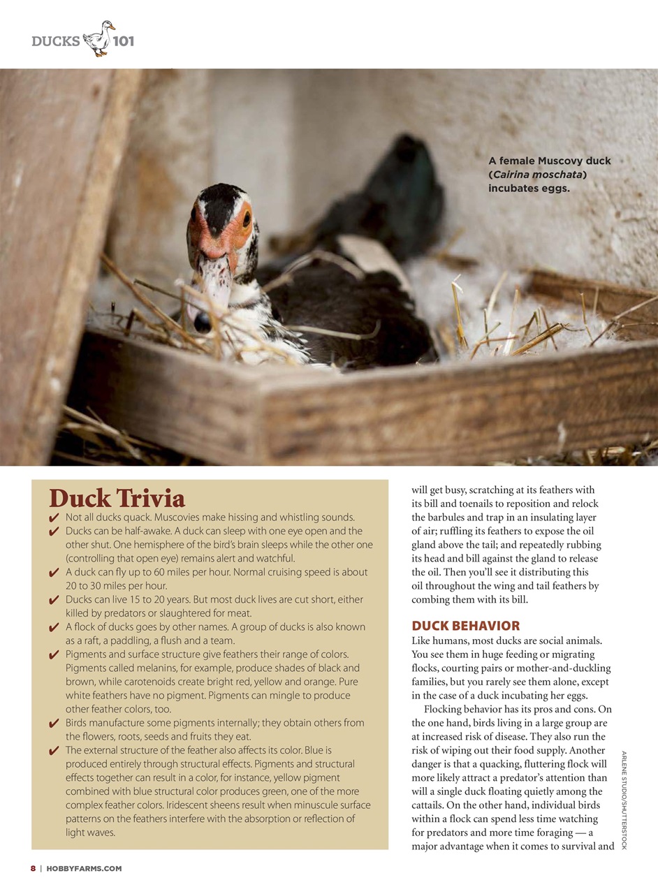 Chickens Magazine Preview Pages