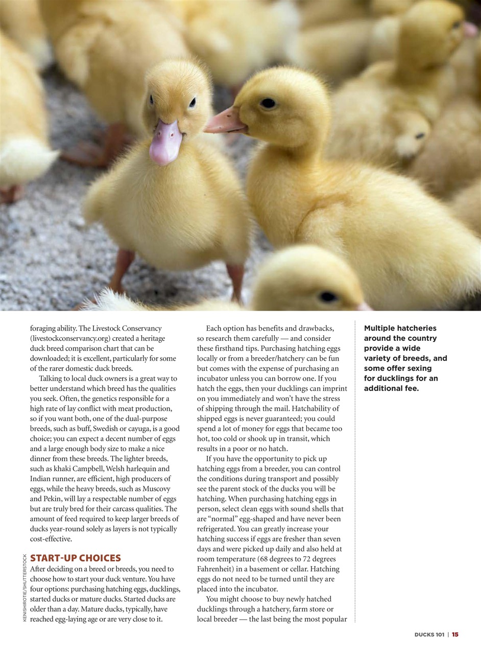 Chickens Magazine Preview Pages
