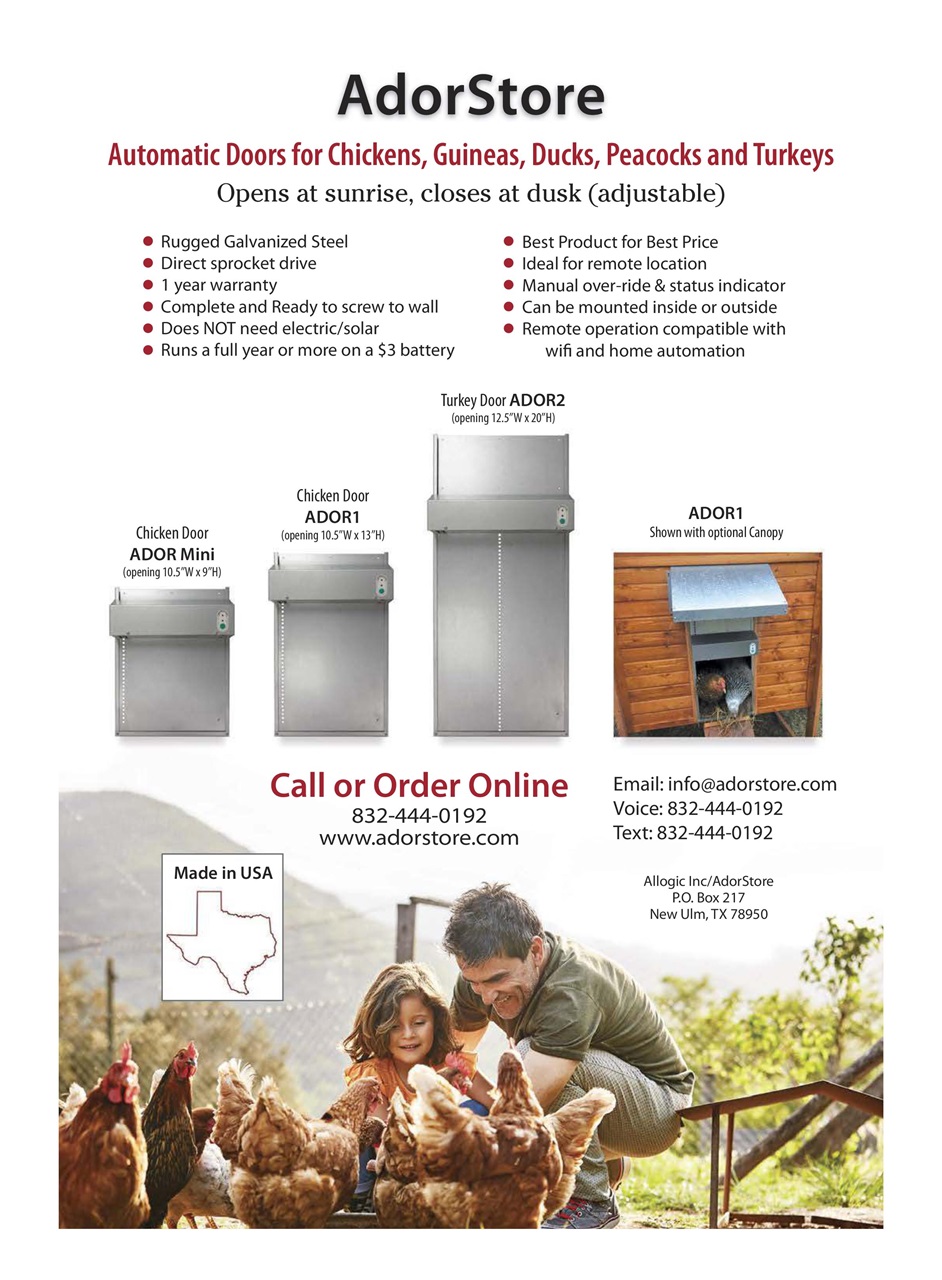 Chickens Magazine Preview Pages