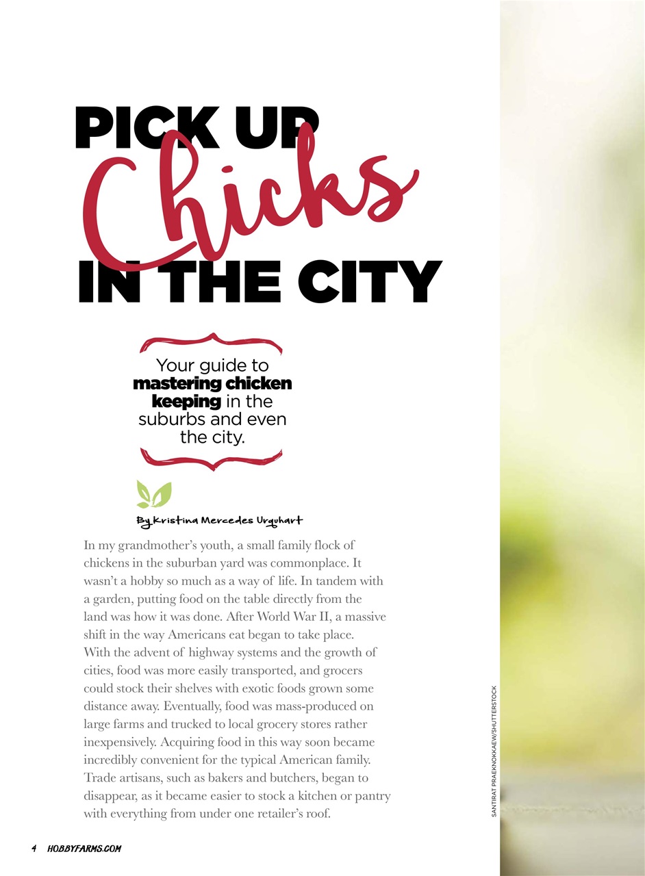 Chickens Magazine Preview Pages