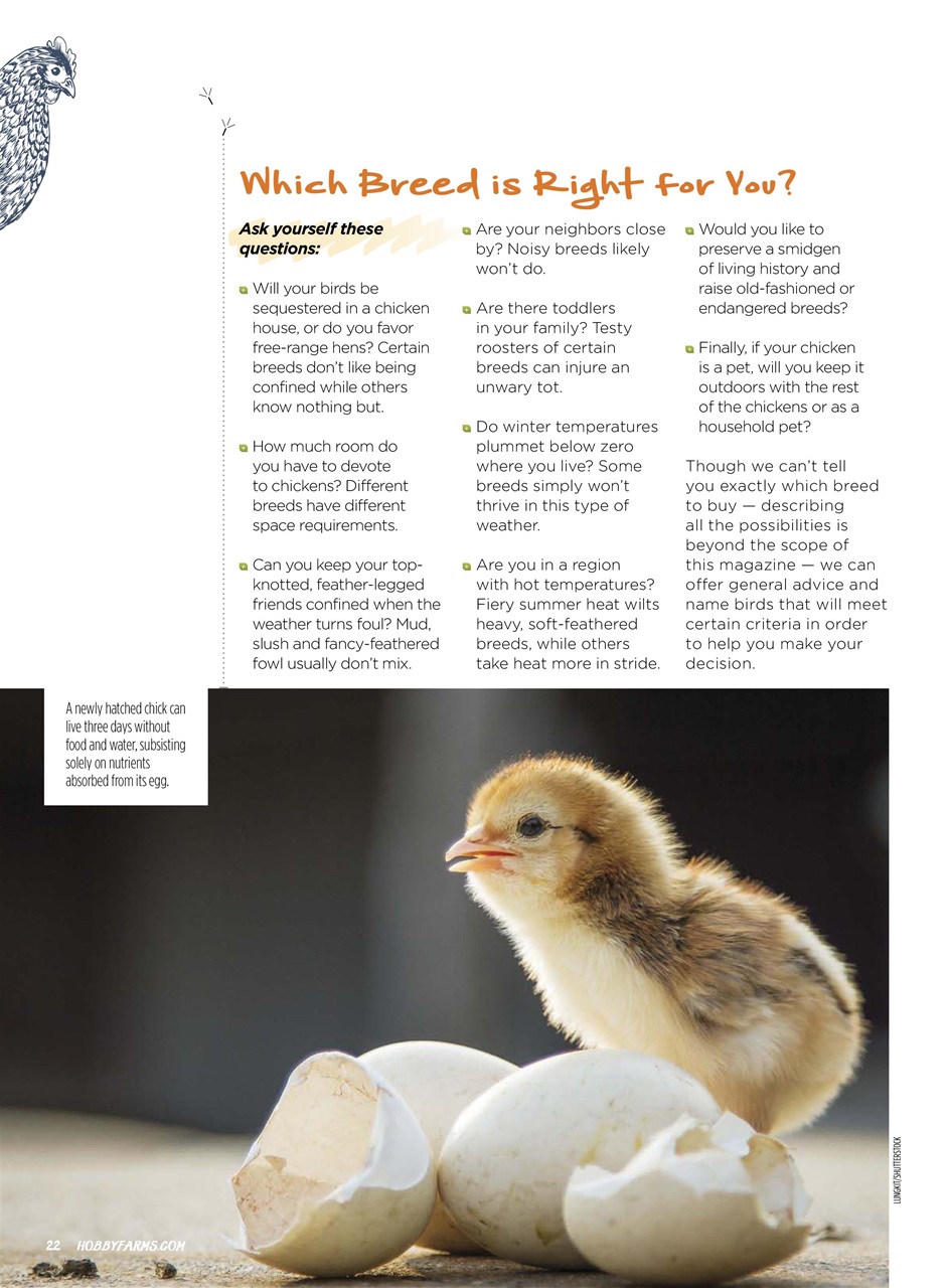 Chickens Magazine Preview Pages