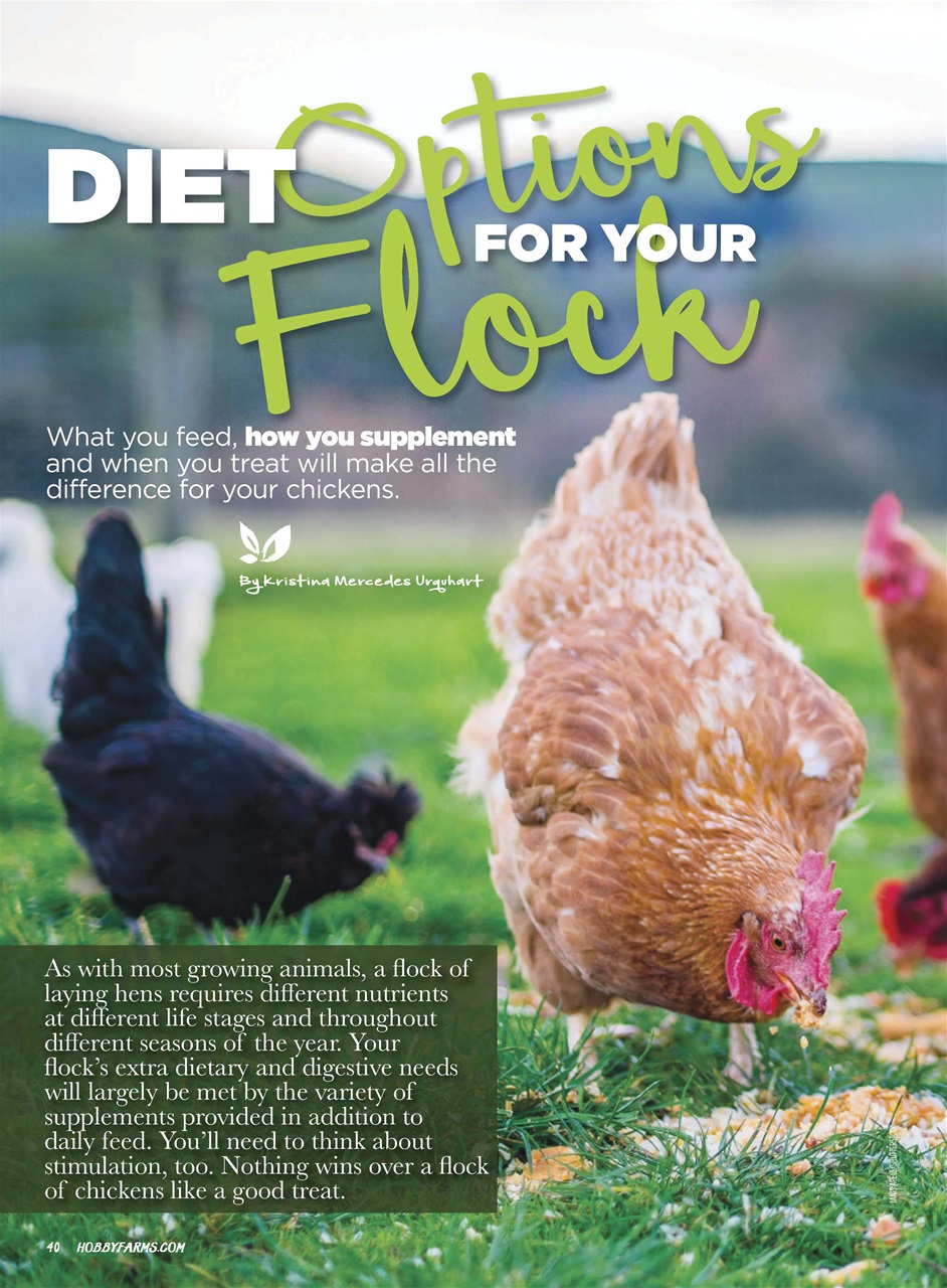 Chickens Magazine Preview Pages