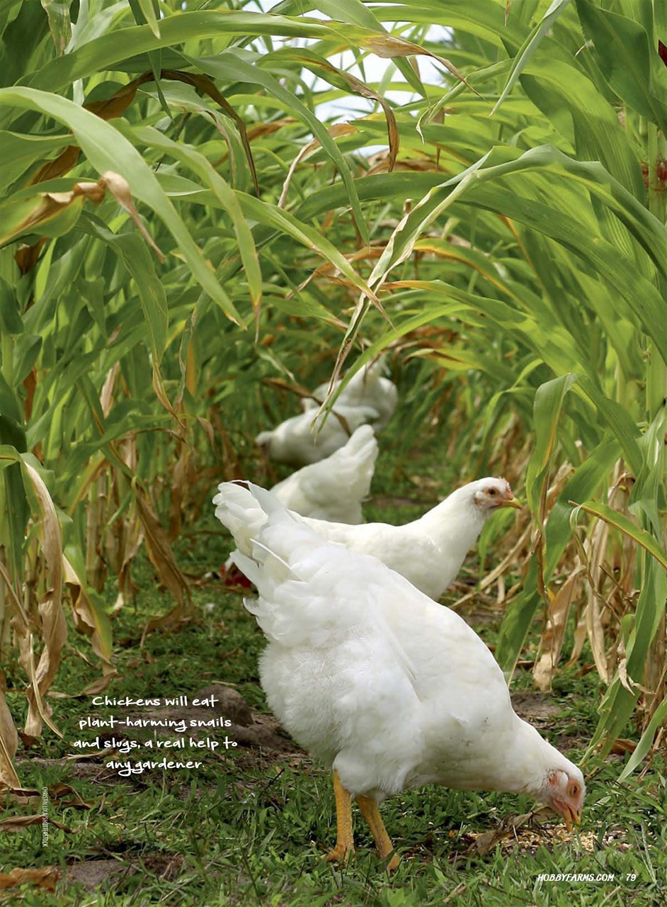 Chickens Magazine Preview Pages