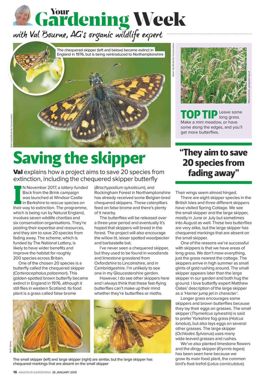 Amateur Gardening Preview Pages