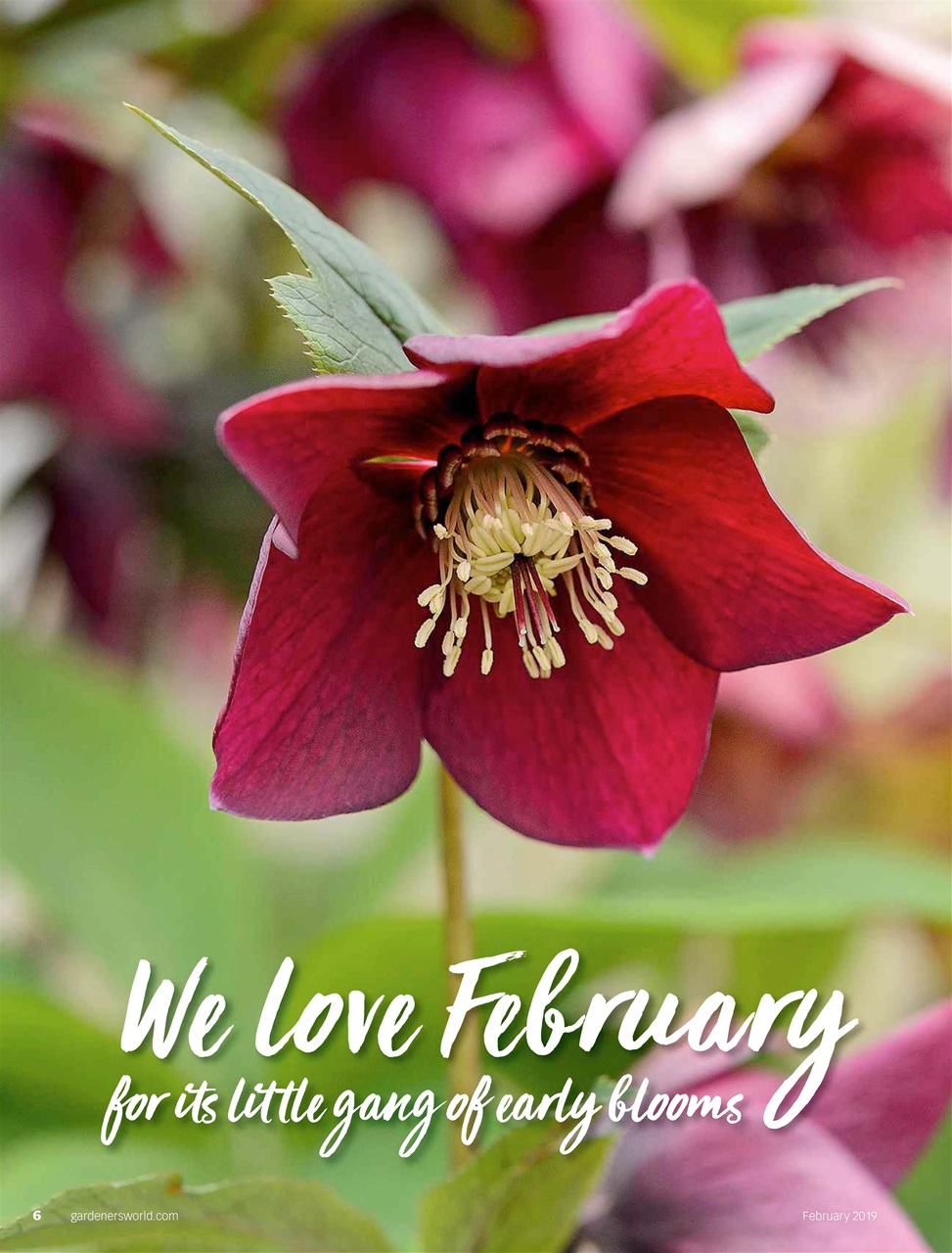 BBC Gardeners’ World Magazine Preview Pages