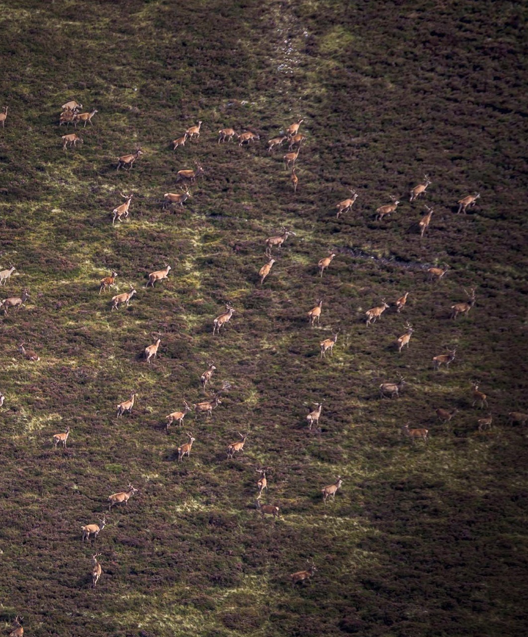 Fieldsports Journal Preview Pages