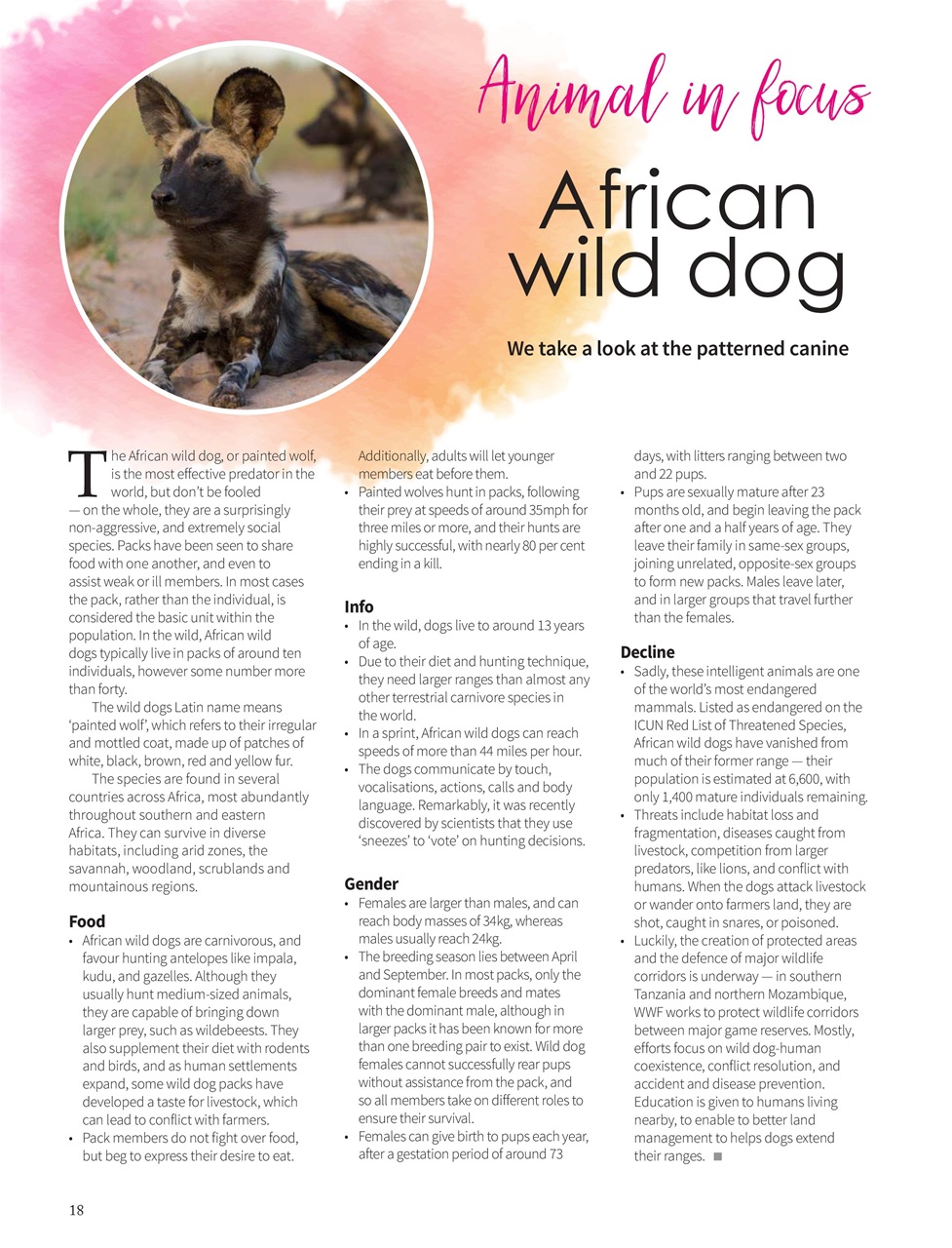 Vegan Life Preview Pages