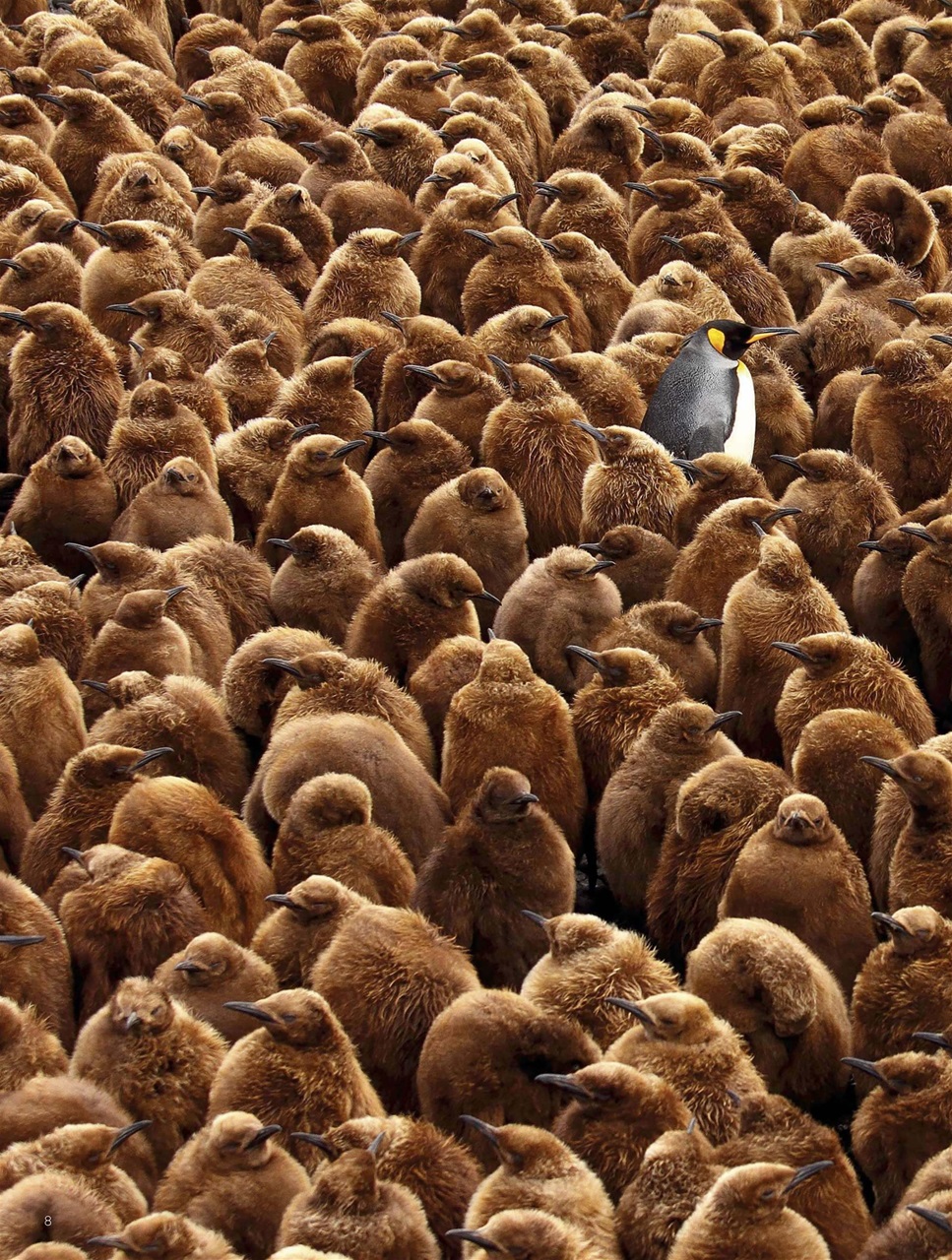 BBC Science Focus Magazine Preview Pages