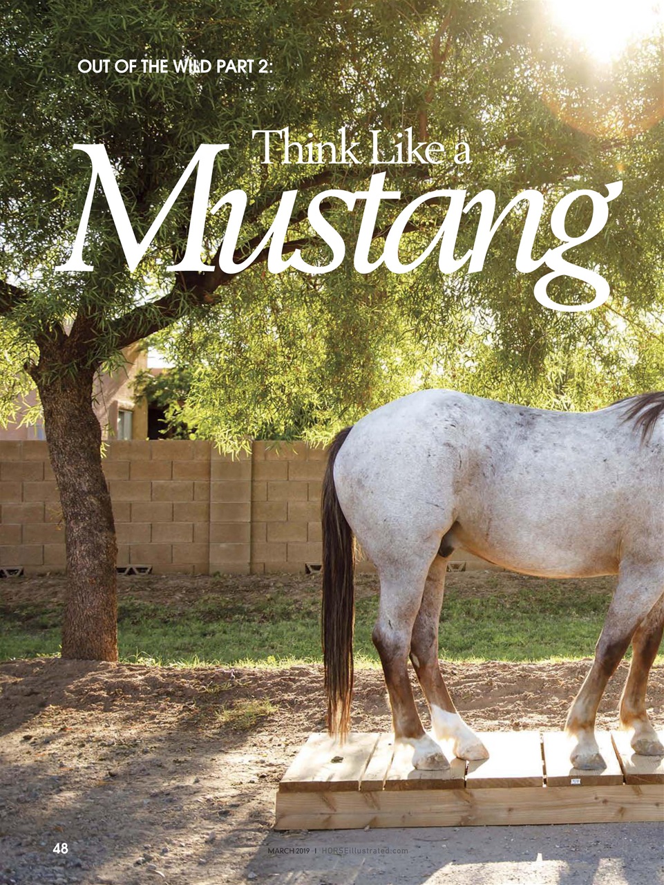 Horse Illustrated Magazine Preview Pages