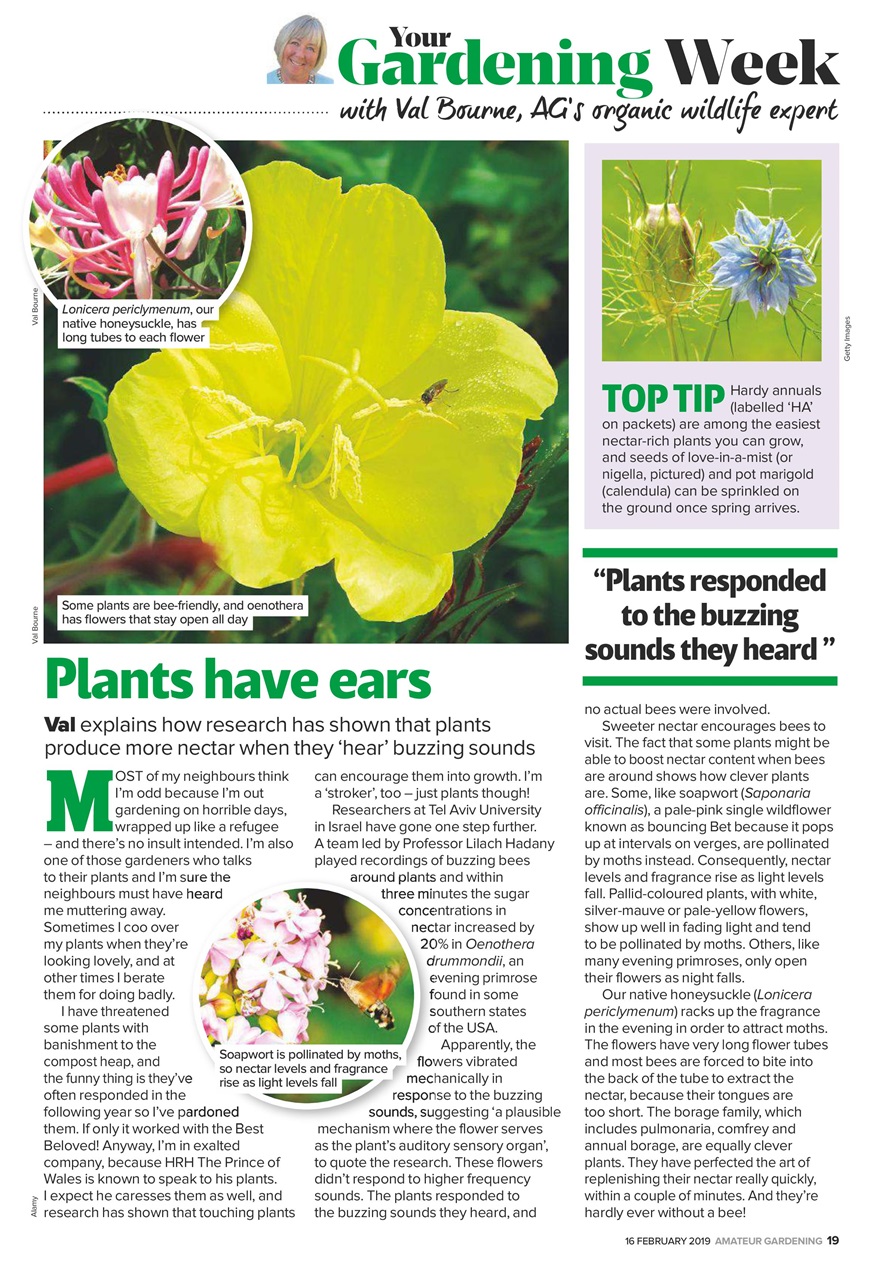 Amateur Gardening Preview Pages
