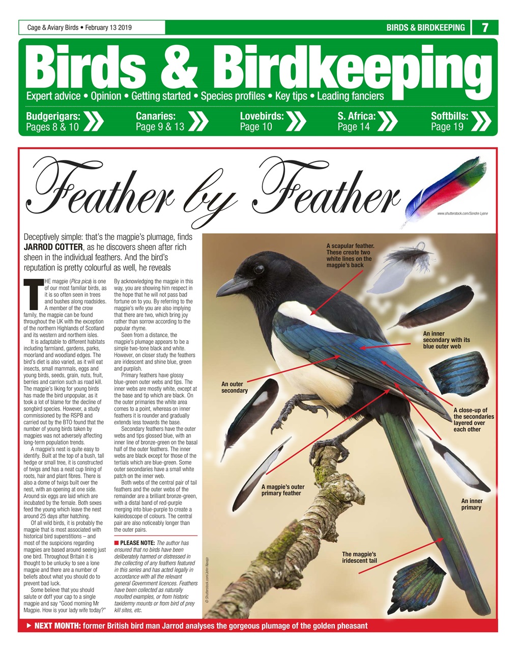 Cage & Aviary Birds Preview Pages
