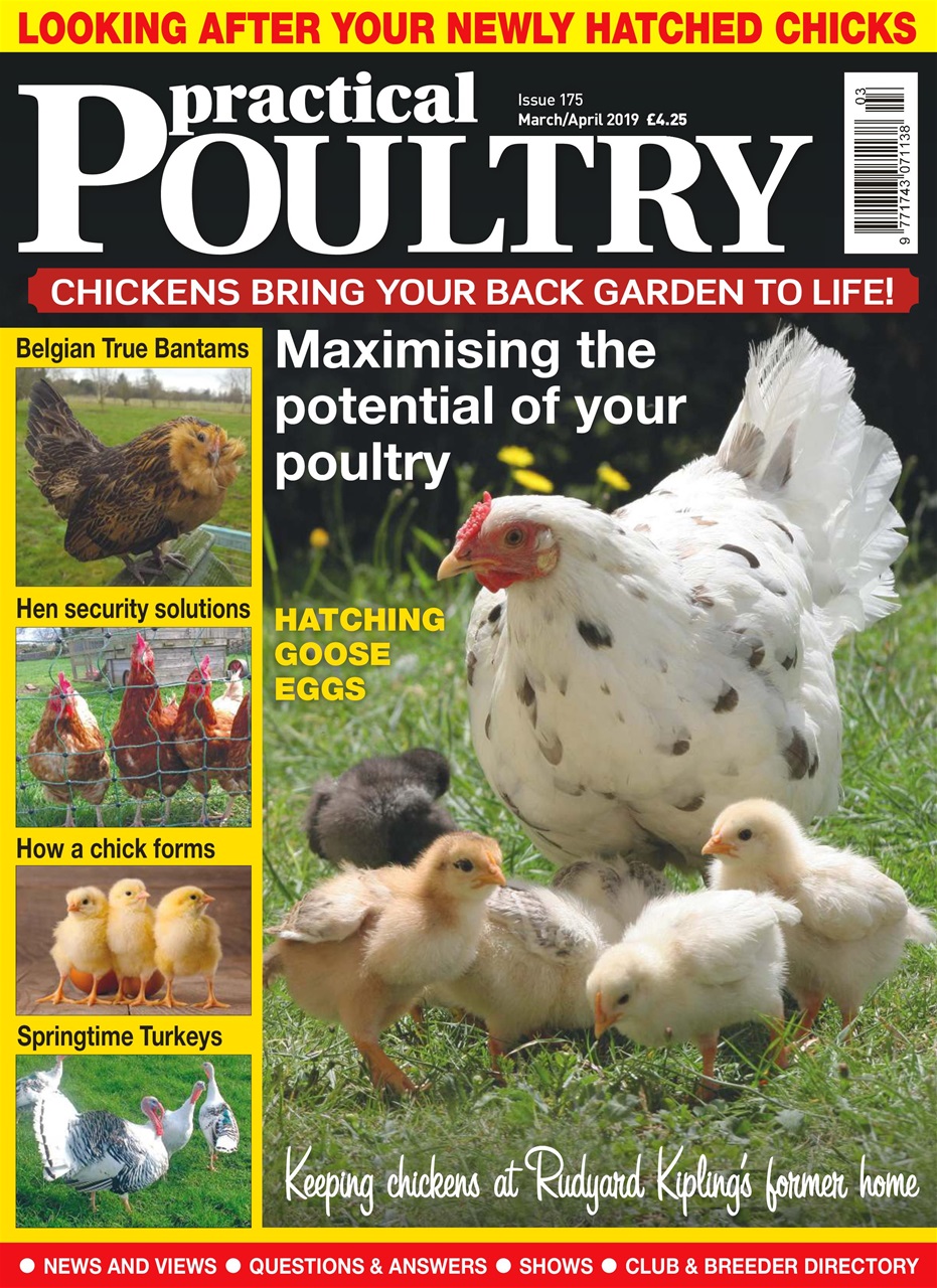 Practical Poultry Preview Pages