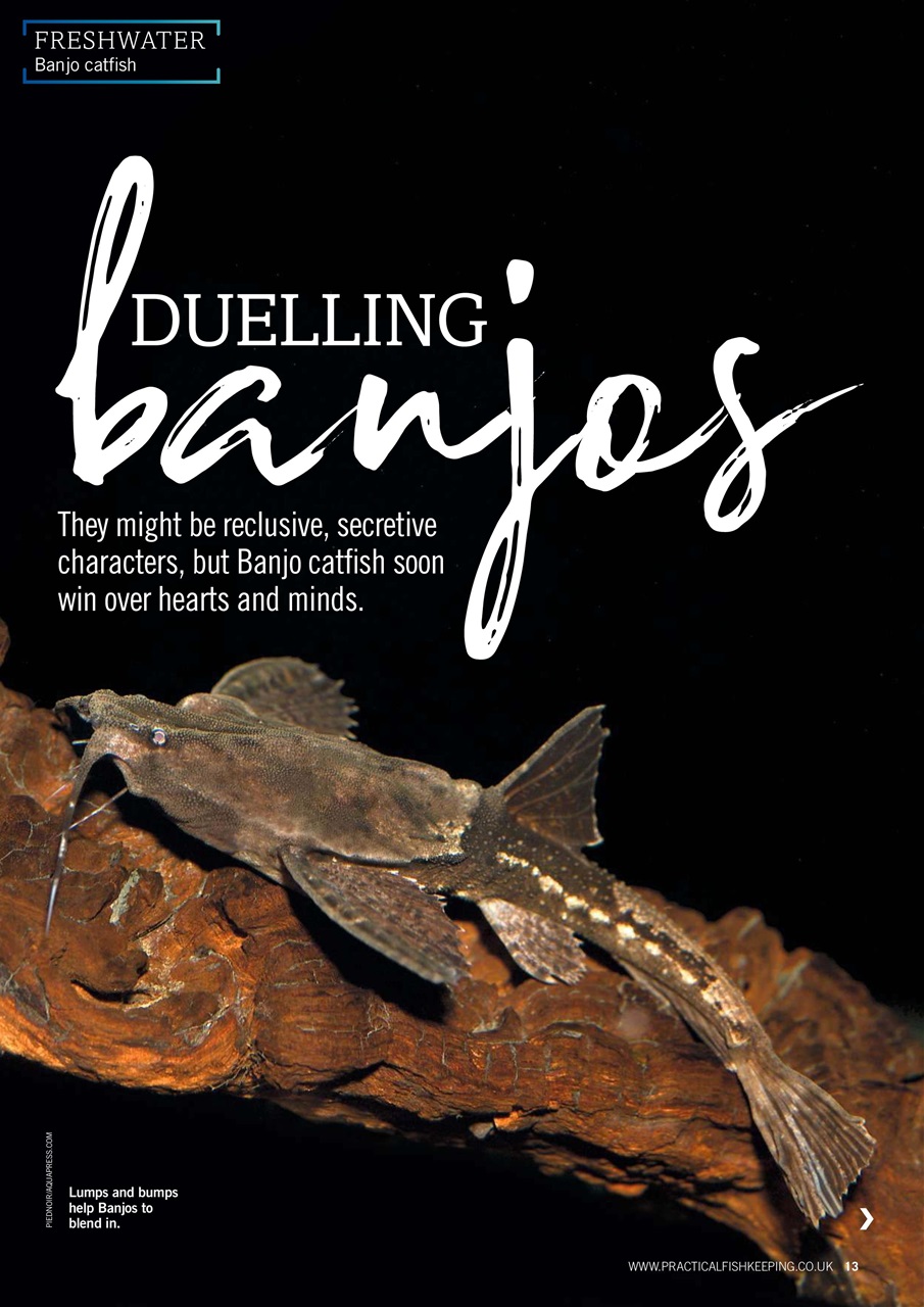 Practical Fishkeeping Preview Pages