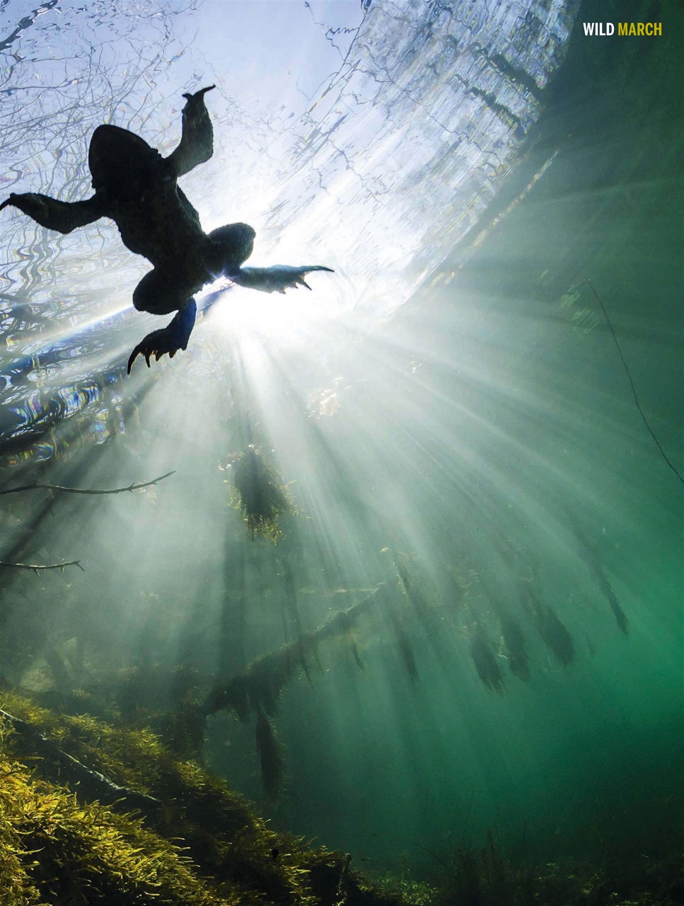 BBC Wildlife Magazine Preview Pages