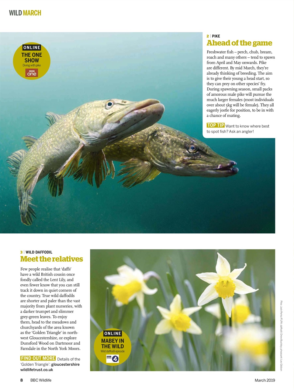 BBC Wildlife Magazine Preview Pages