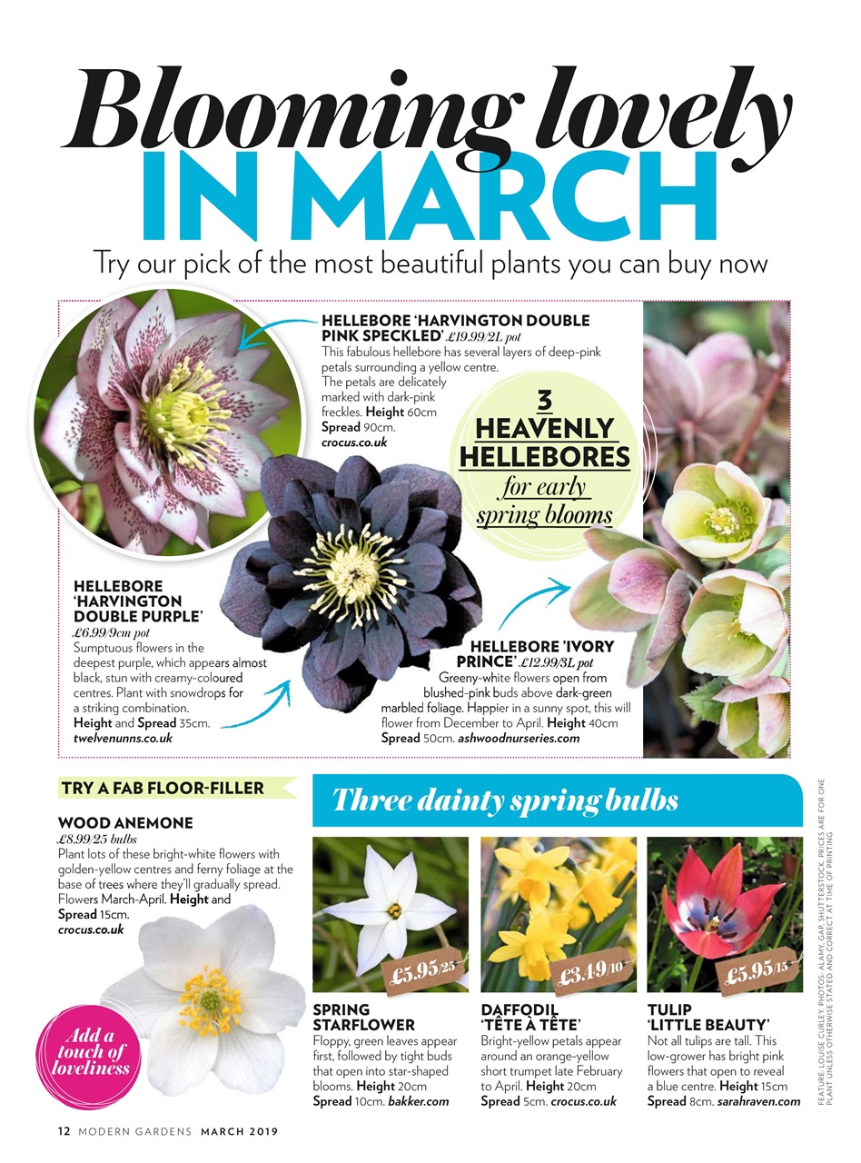 Modern Gardens Preview Pages