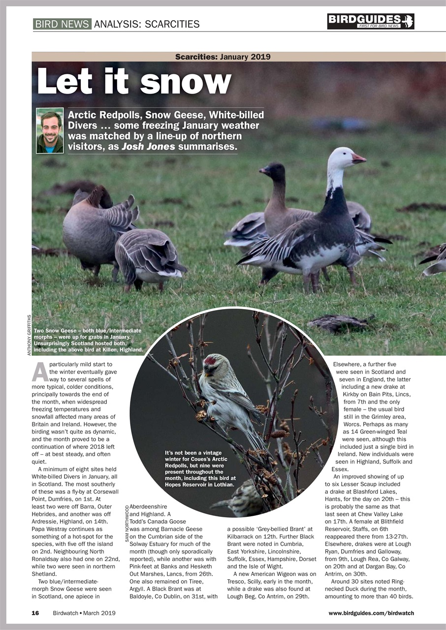 Birdwatch Magazine Preview Pages