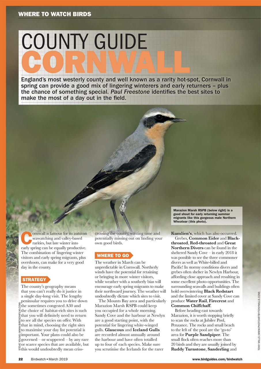 Birdwatch Magazine Preview Pages