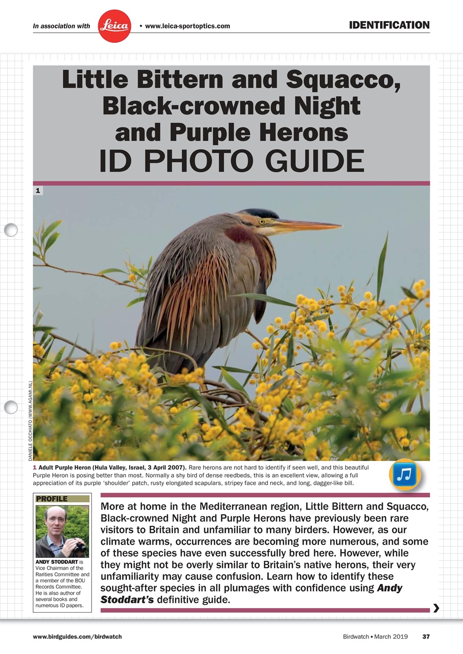 Birdwatch Magazine Preview Pages