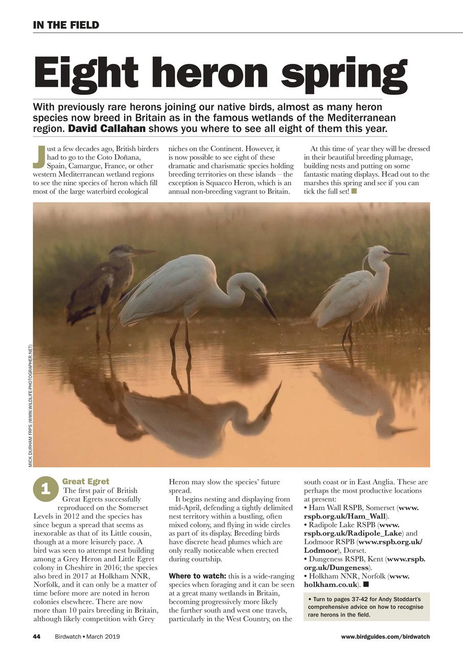 Birdwatch Magazine Preview Pages
