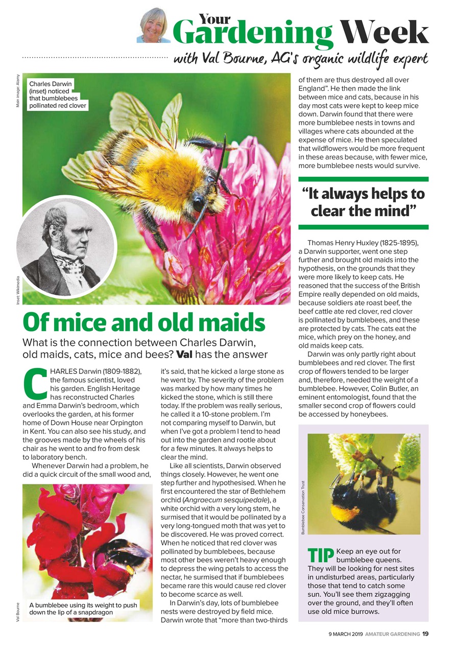 Amateur Gardening Preview Pages