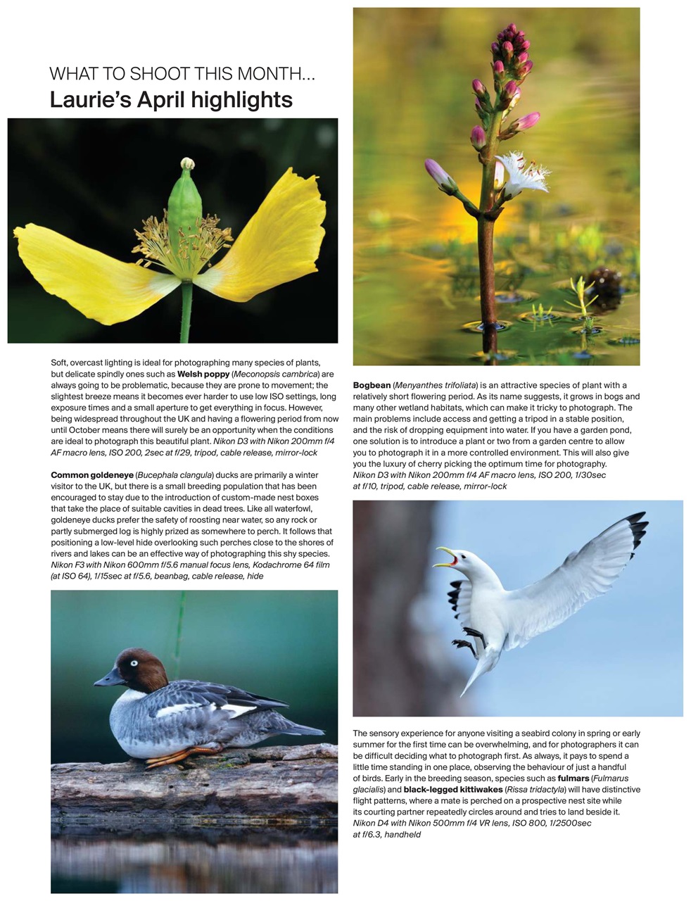 Outdoor Photography Preview Pages