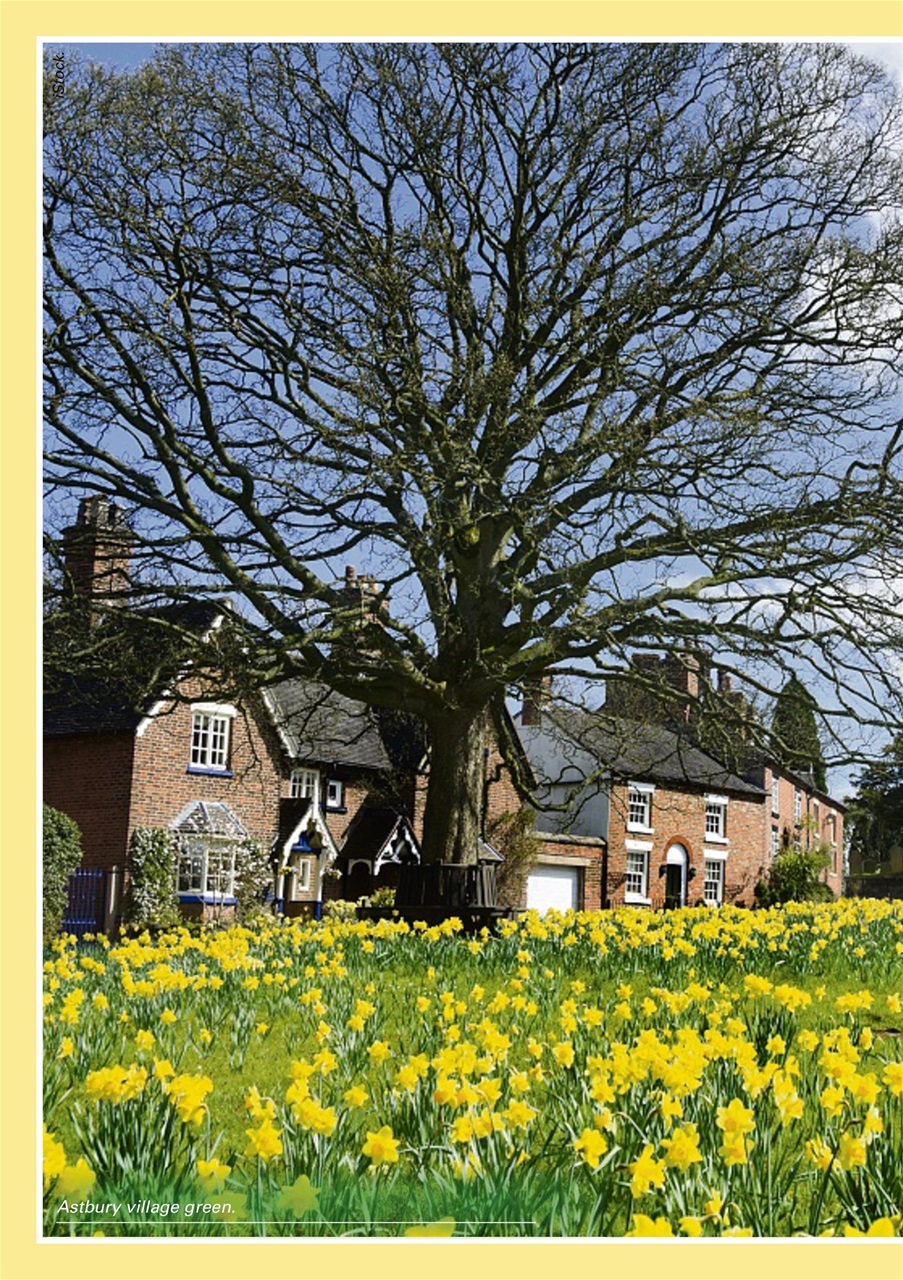 Evergreen Preview Pages