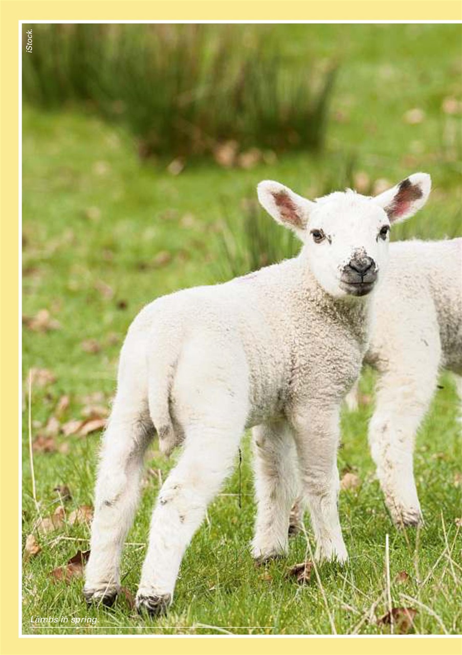 Evergreen Preview Pages