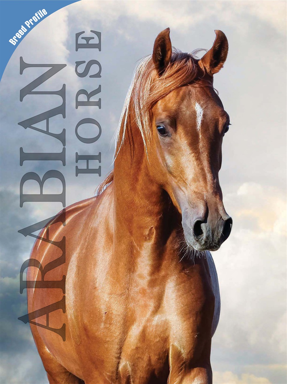 Blaze Magazine For Horse Crazy Kids Preview Pages