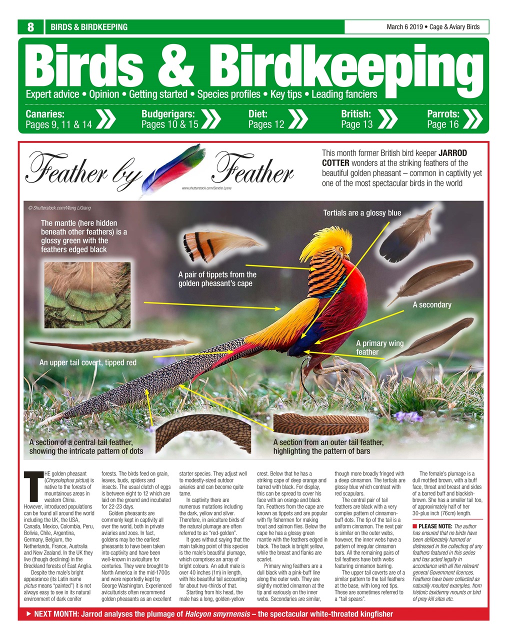 Cage & Aviary Birds Preview Pages