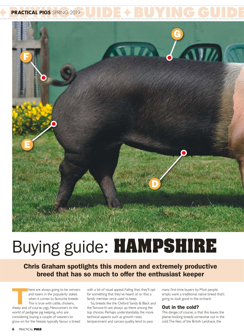 Practical Pigs Preview Pages