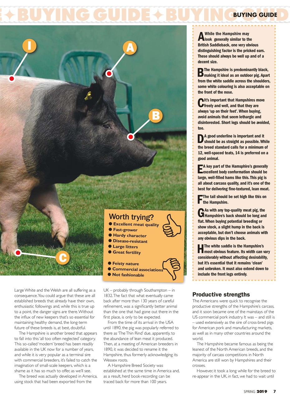 Practical Pigs Preview Pages