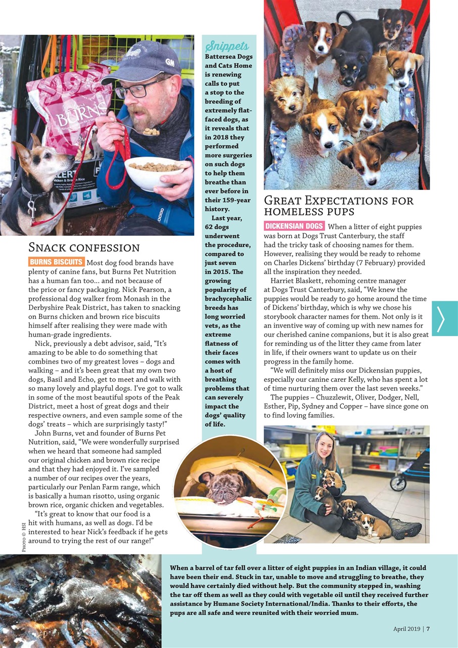 Dogs Monthly Preview Pages