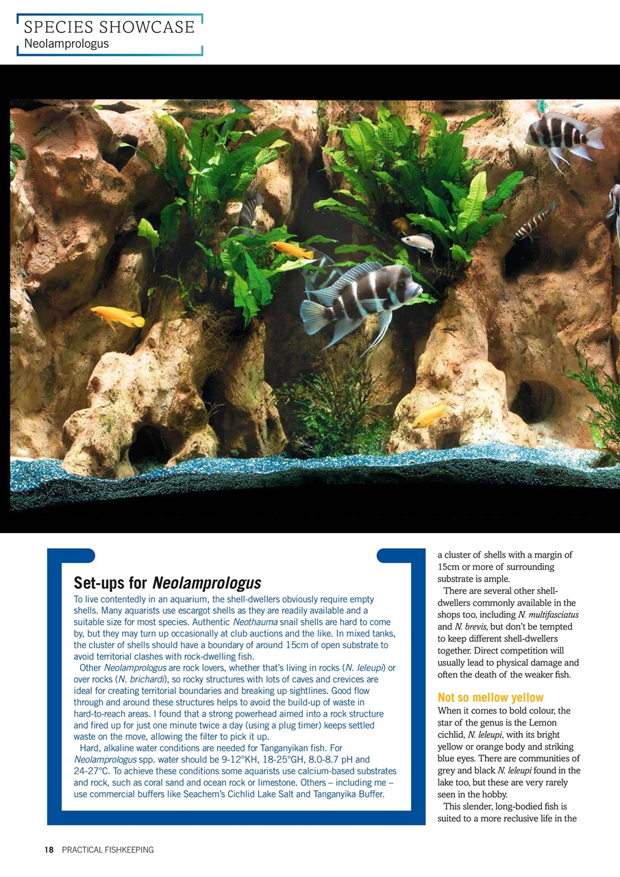 Practical Fishkeeping Preview Pages
