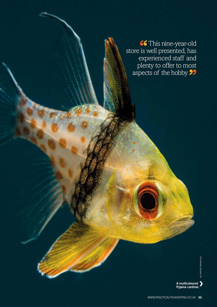 Practical Fishkeeping Preview Pages