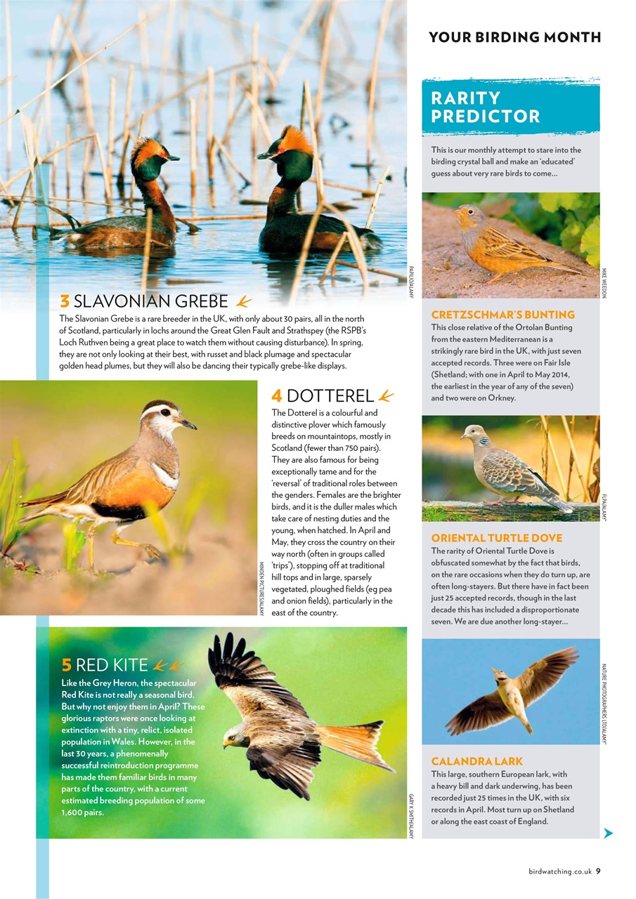 Bird Watching Preview Pages