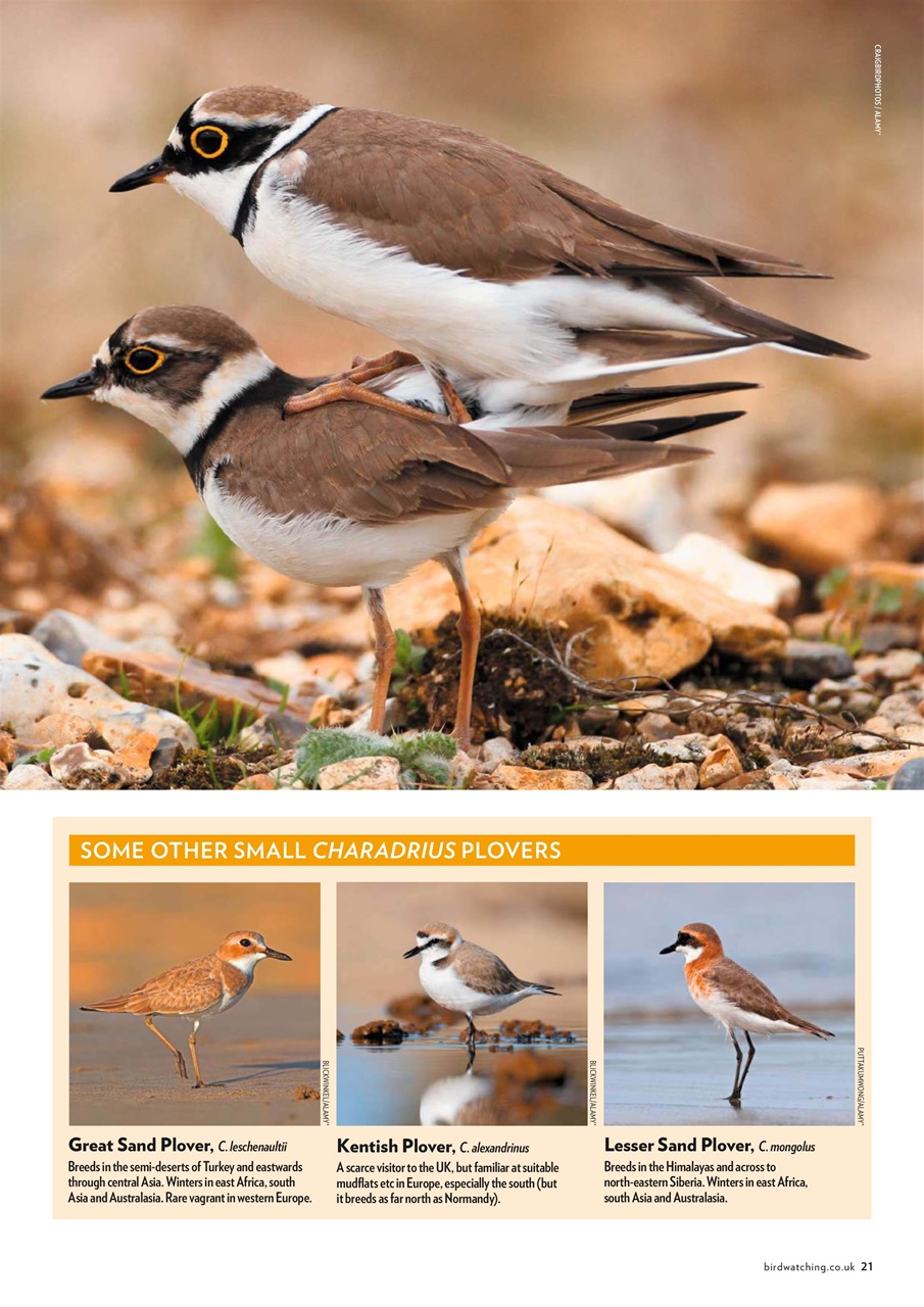 Bird Watching Preview Pages