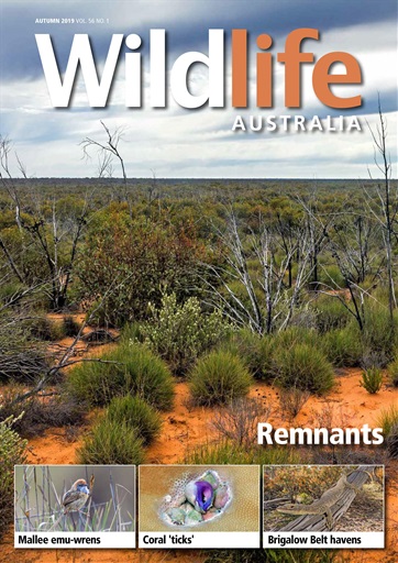 Wildlife Australia issue 