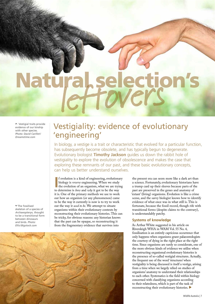 Wildlife Australia Preview Pages