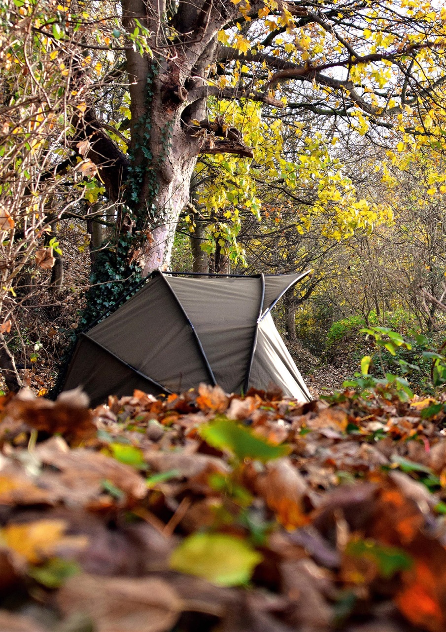 Carpworld Preview Pages