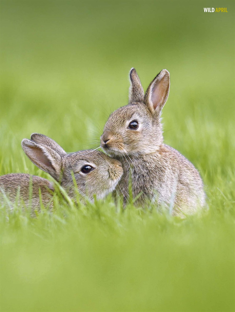BBC Wildlife Magazine Preview Pages