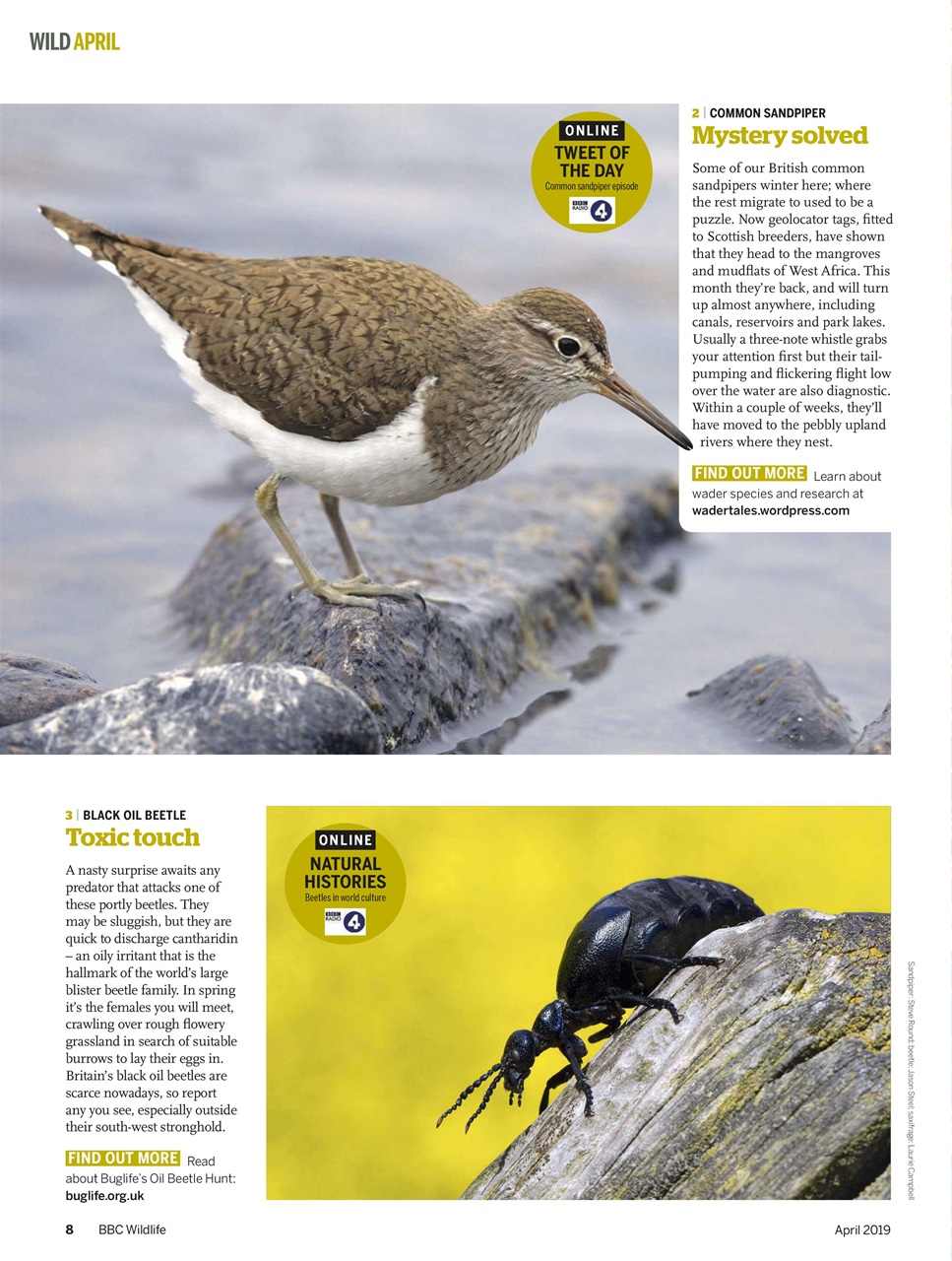 BBC Wildlife Magazine Preview Pages