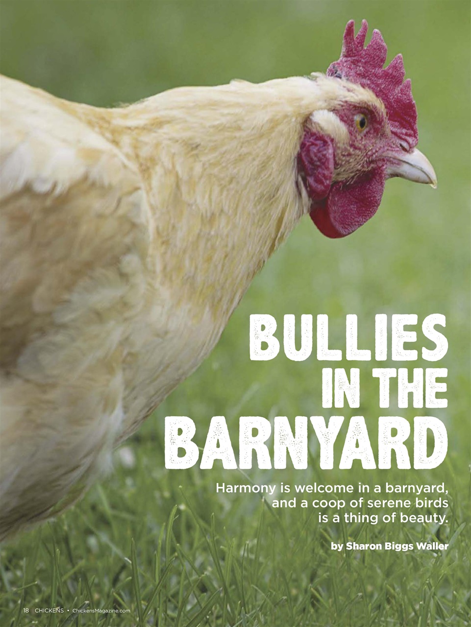 Chickens Magazine Preview Pages