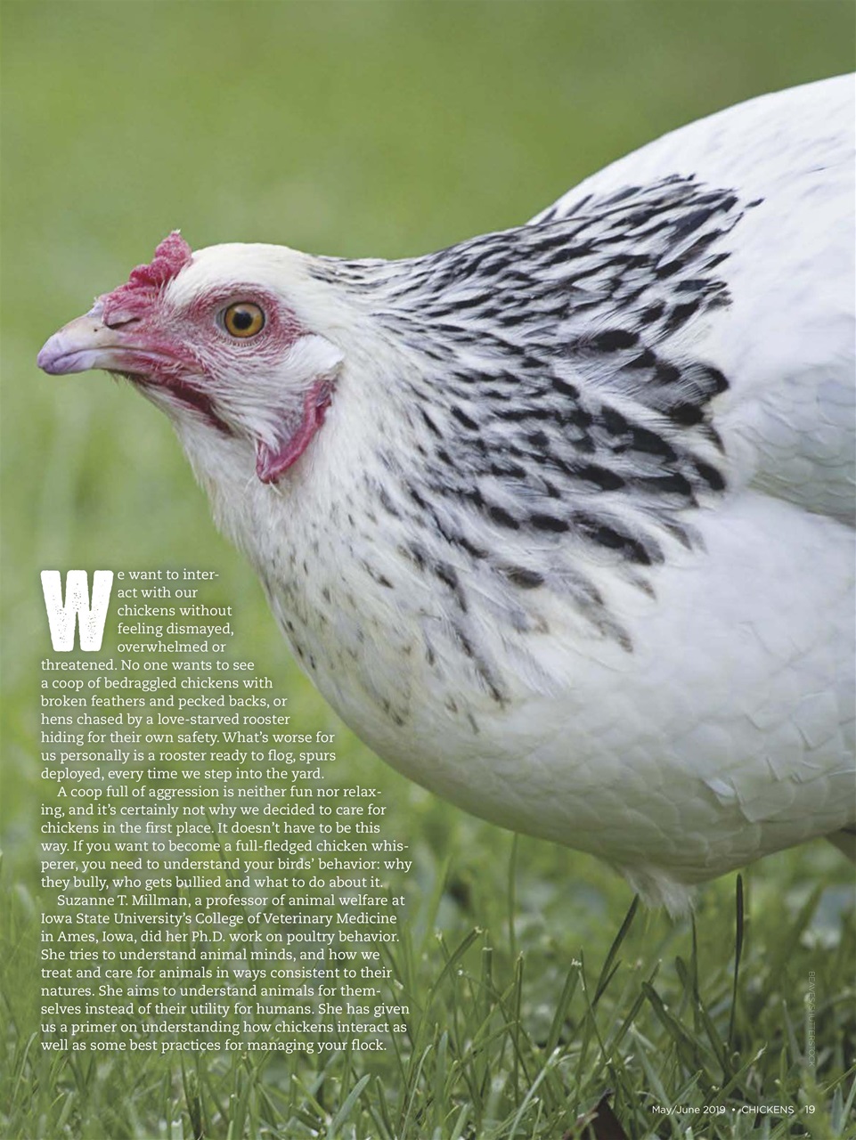 Chickens Magazine Preview Pages