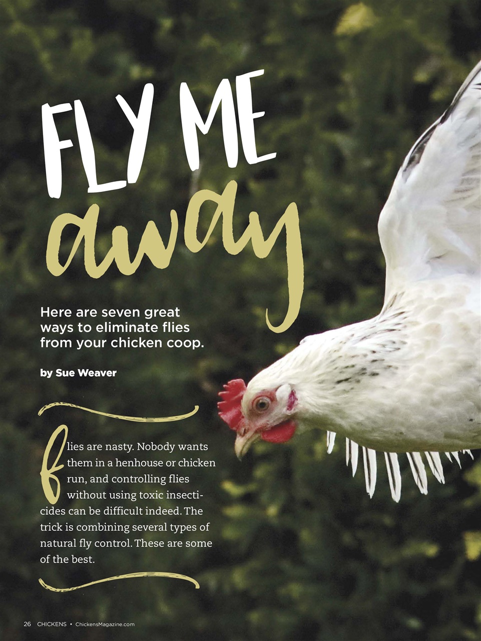 Chickens Magazine Preview Pages