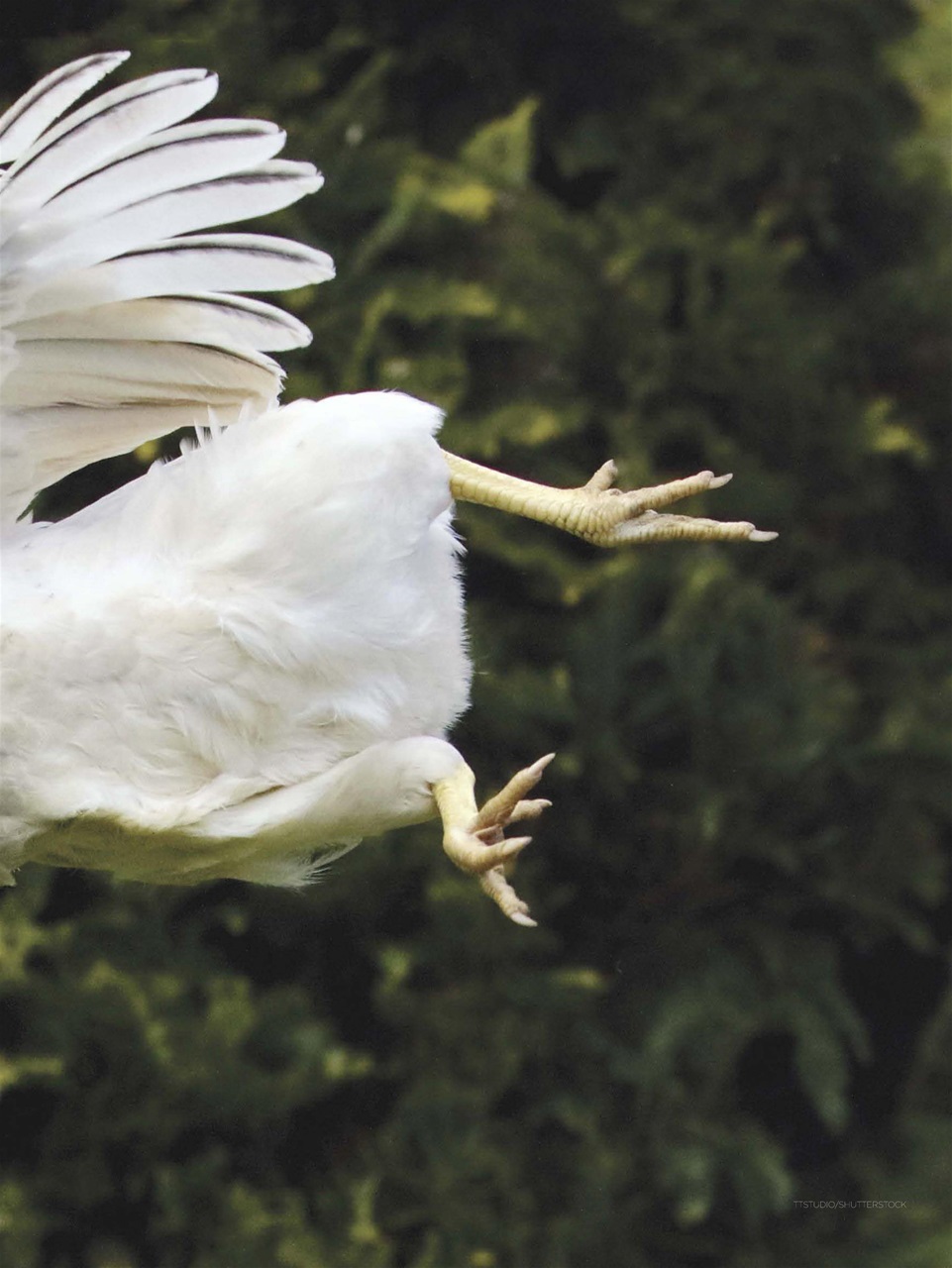 Chickens Magazine Preview Pages