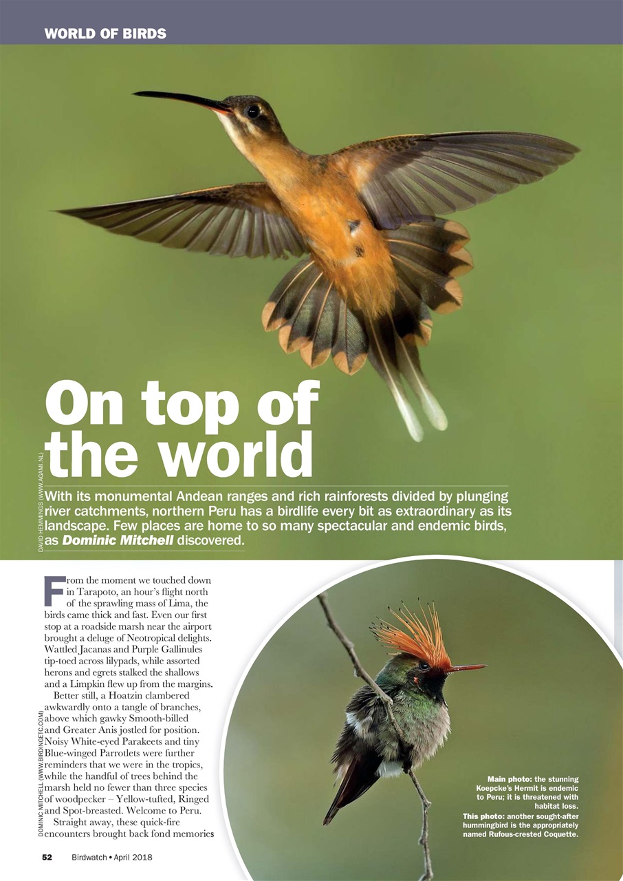 Birdwatch Magazine Preview Pages